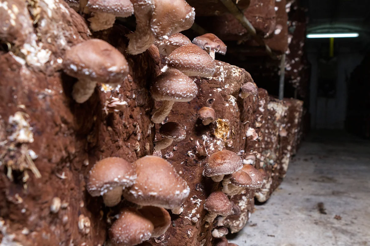 Shiitake mushrooms growing on cultivation blocks in Pradejón, Spain