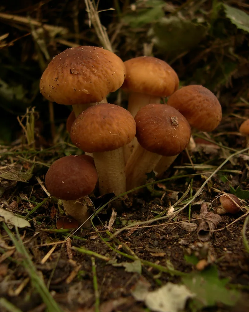ब्लैक पॉपलर मशरूम