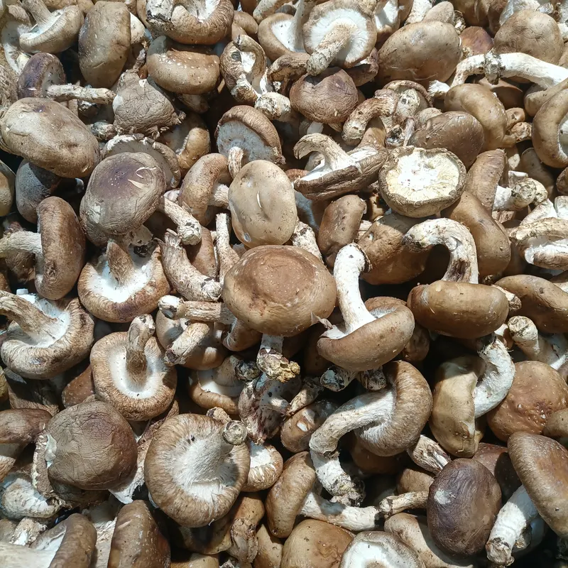 शिटाके मशरूम