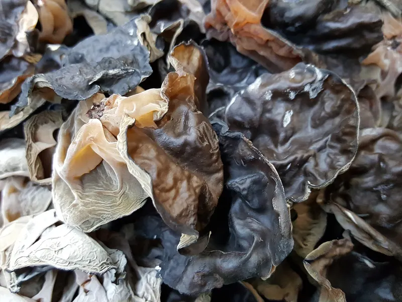 वुड ईयर (काला कान) मशरूम